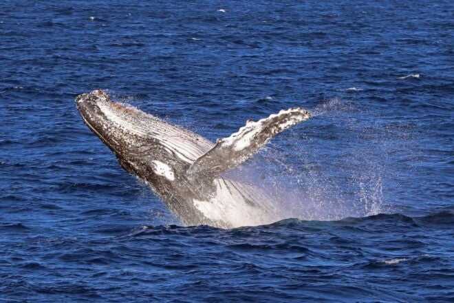 Jervis Bay: 2-Hour Whale Watching Cruise - Meeting Point and Boarding