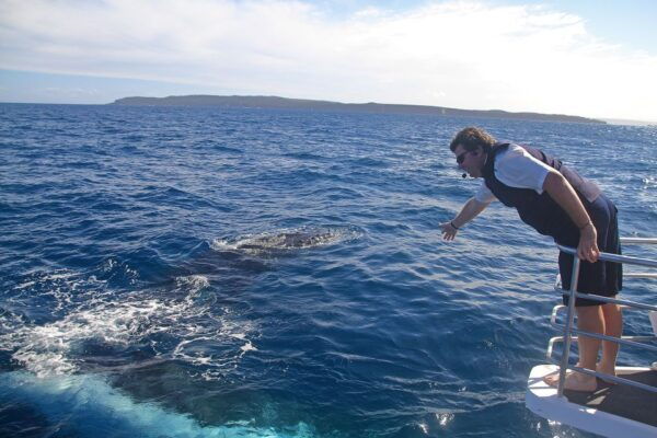 Jervis Bay: 2-Hour Whale Watching Cruise - Review Summary