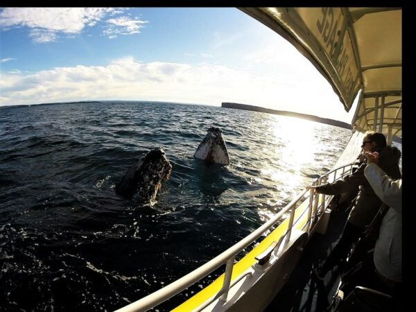 Jervis Bay: 2-Hour Whale Watching Cruise - Common Questions
