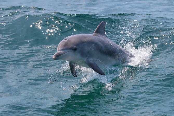 Jervis Bay Boom Netting and Dolphins Tour - Traveler Photos and Featured Review