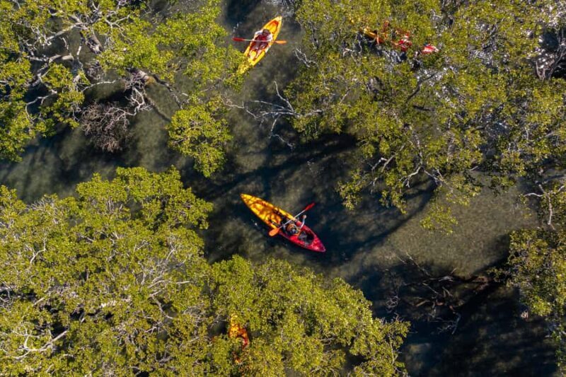 Jervis Bay: Currambene Creek Kayak Tour with Guide - Good To Know