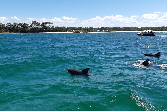 Jervis Bay Dolphin Cruise - Overview and Logistics