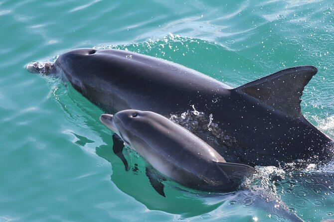 Jervis Bay Dolphin Cruise - Staff and Service