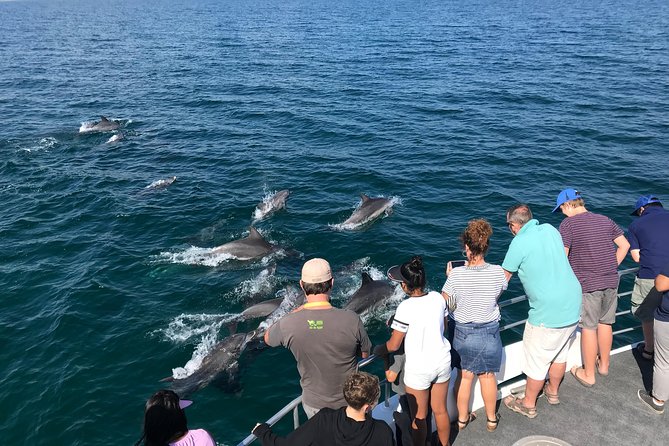 Jervis Bay Dolphin Cruise - Organization and Issues