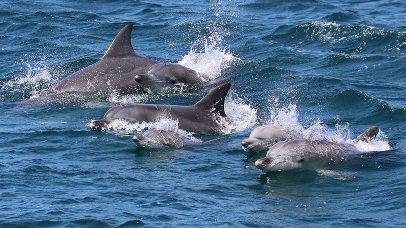 Jervis Bay Dolphin Watch Cruise Tour - Key points before you book