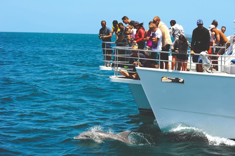 Jervis Bay Dolphin Watch Cruise Tour - What conditions can mean for your day