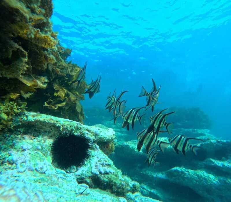 Jervis Bay: Guided Snorkelling Tour with expert guide - Good To Know