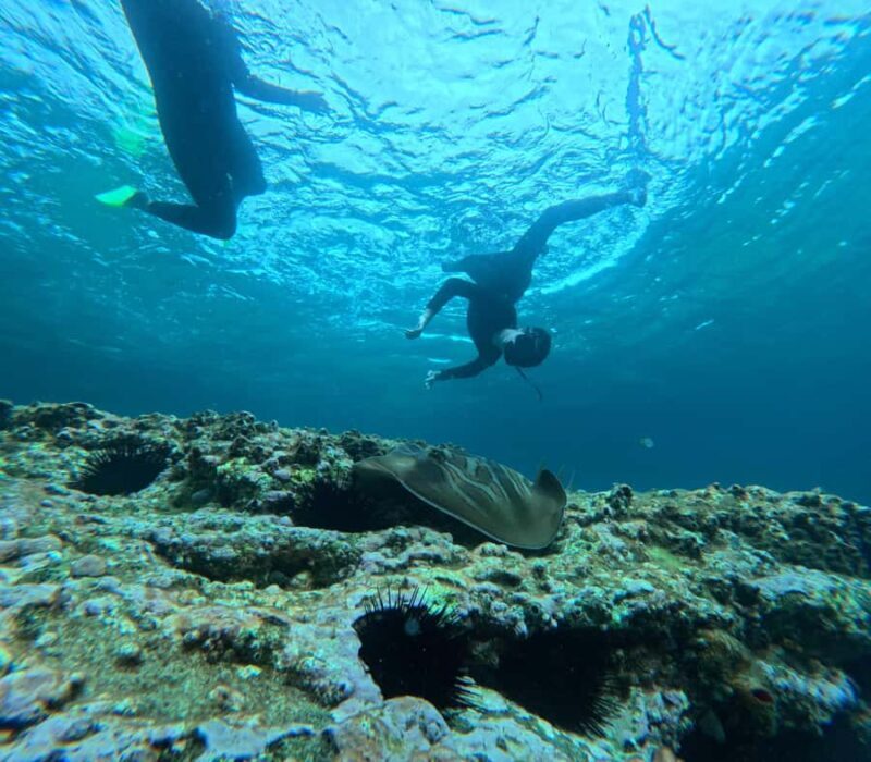 Jervis Bay: Guided Snorkelling Tour with expert guide - Practical Details and Tips