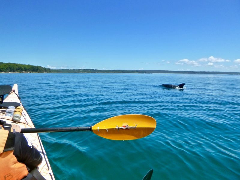 Jervis Bay Half Day Sea Kayak Tour - What the half-day paddle feels like