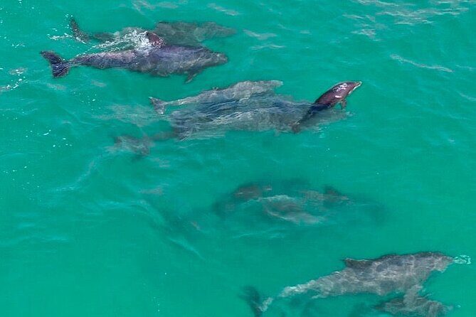 Jet Ski Dolphin Tour from Gilligans Watersports - The Itinerary: What to Expect