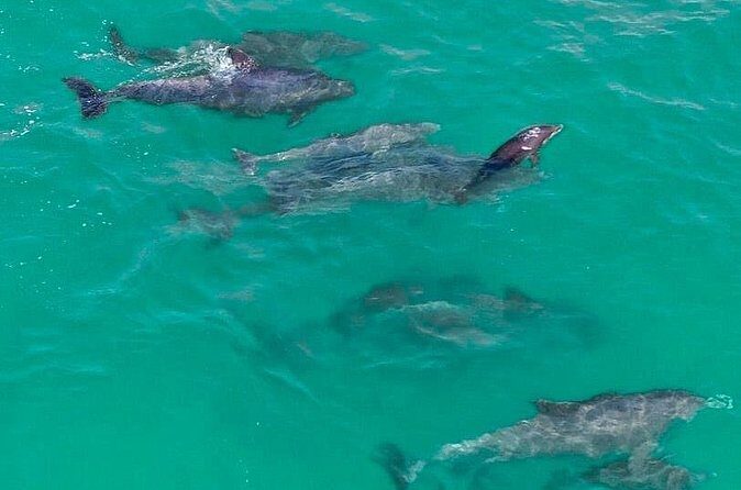 Jet Ski Dolphin Tour from Gilligans Watersports - FAQs