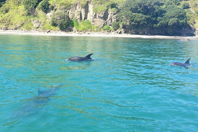 Jet Ski Hire Auckland - Experience the Fun with the Best Operator - Practical Details and Value