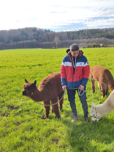 Jettingen-Scheppach: Alpaca Hike for Two - Activity Overview