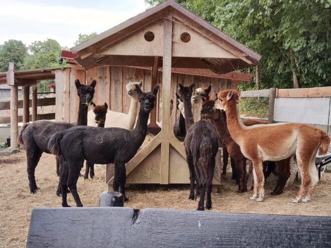 Jettingen-Scheppach: Alpaca Hike for Two - Important Information