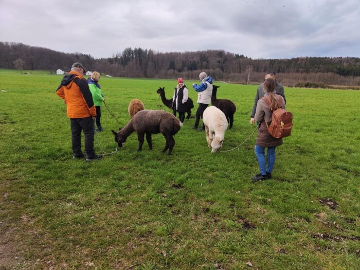 Jettingen-Scheppach: Alpaca Hike With Coffee and Cake - Key Points