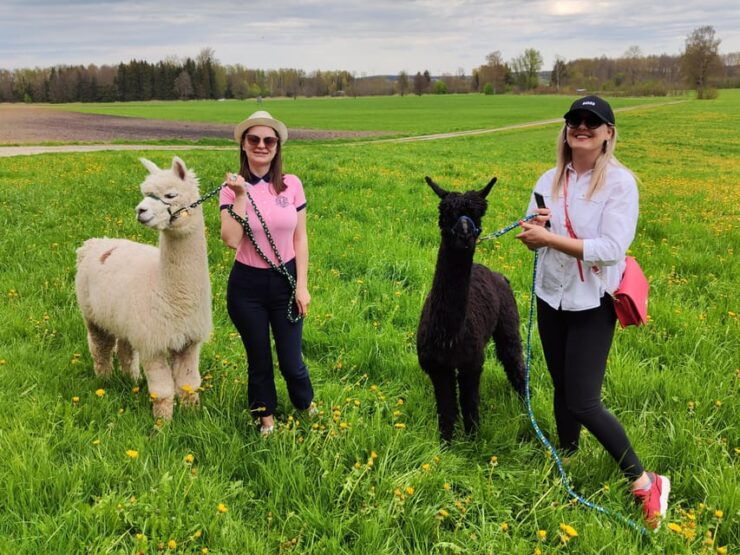 Jettingen-Scheppach: Alpaca Hike With Coffee and Cake - Unique Features