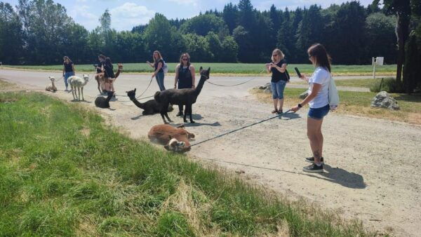 Jettingen-Scheppach: Alpaca Hike With Coffee and Cake - Directions to the Farm