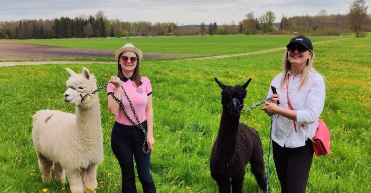 Jettingen-Scheppach: Exclusive Alpaca Couple Hike - Key Points