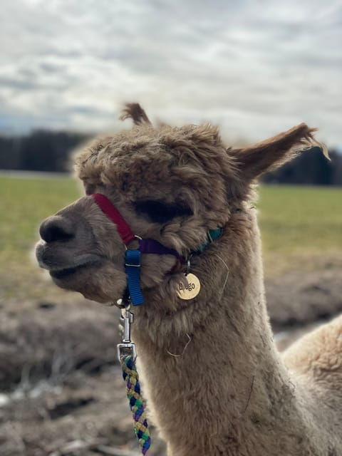 Jettingen-Scheppach: Exclusive Alpaca Couple Hike - Activity Schedule