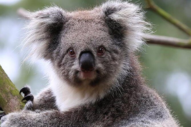 Jewish Scene in multi cultural Melbourne - Analyzing the Value: Is It Worth the Cost?