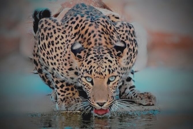 Jhalana Panther Safari Park Private Tour in Jaipur - Tour Highlights