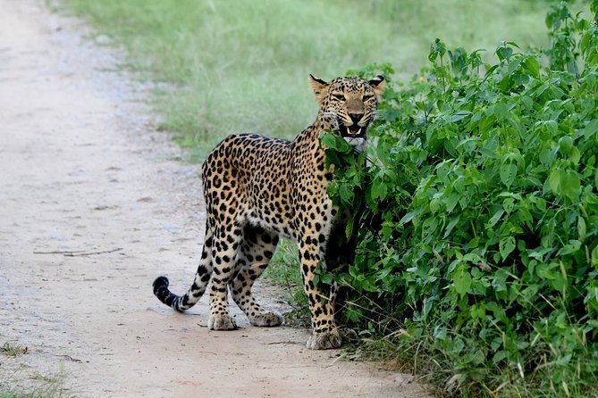 Jhalana Panther Safari Park Private Tour in Jaipur - Transportation Options