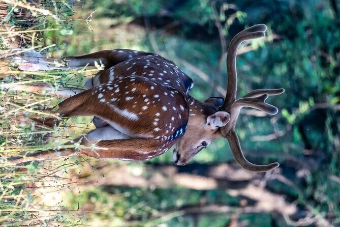 Jhalana Wildlife Private Jeep Safari Tour in Jaipur - Exploring the Safari Experience in Detail