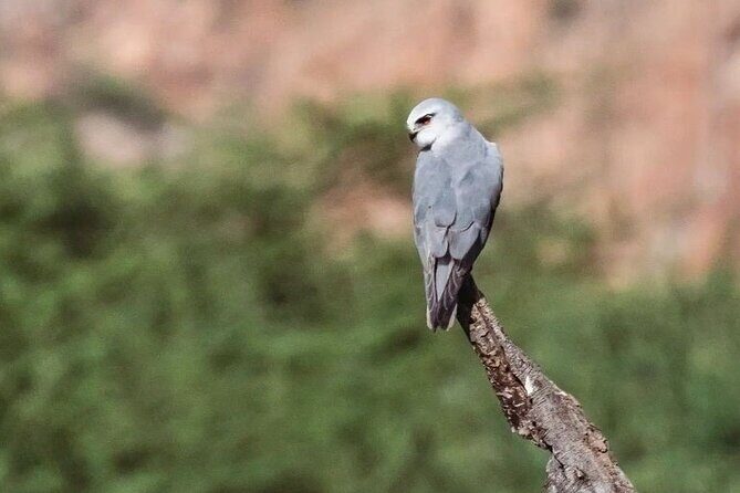 Jhalana Wildlife Private Jeep Safari Tour in Jaipur - Who Should Consider This Safari?