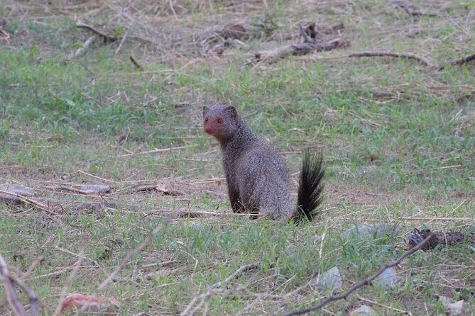 Jhalana Wildlife Private Jeep Safari Tour in Jaipur - Final Thoughts