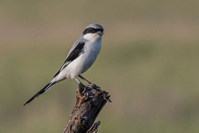 Jhalana Wildlife Private Jeep Safari Tour in Jaipur - FAQ