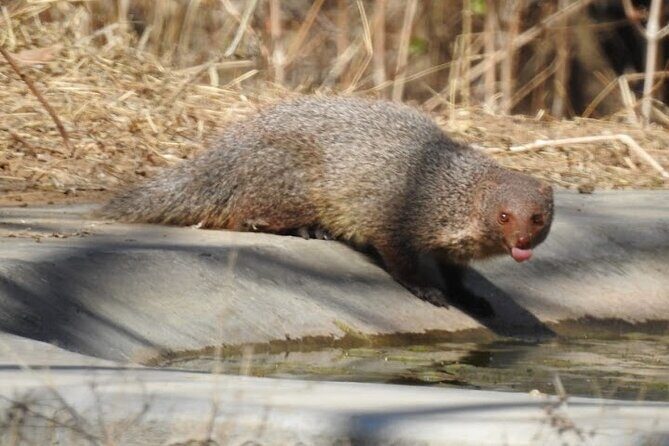 Jhalana Wildlife Private Jeep Safari Tour in Jaipur - The Details: What to Expect from Your Safari Adventure