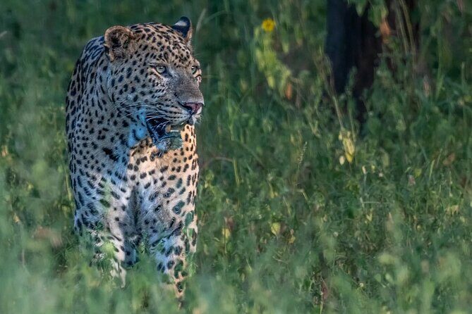 Jhalana Wildlife Private Jeep Safari Tour in Jaipur - Authentic Insights from Reviewers