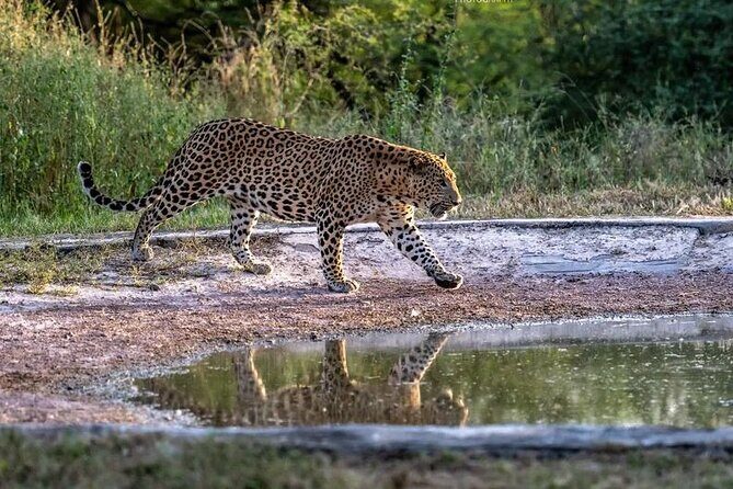 Jhalana Wildlife Private Jeep Safari Tour in Jaipur - Who Should Consider This Safari?