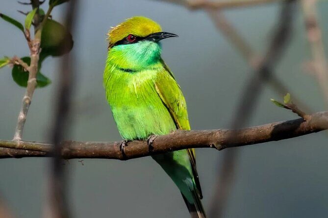 Jhalana Wildlife Private Jeep Safari Tour in Jaipur - FAQs