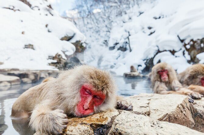 Jigokudani Snow Monkey and Togakushi Shrine Private Tour - Exploring the Jigokudani Snow Monkey and Togakushi Shrine Private Tour