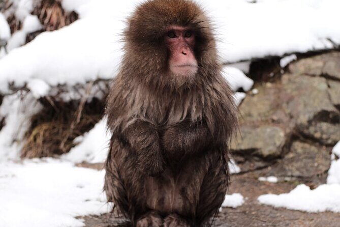 Jigokudani Snow Monkey and Togakushi Shrine Private Tour - Is This Tour Right for You?
