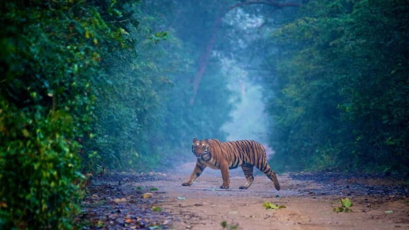 Jim Corbett: 3-Day Safari Tour by Flight from Bangalore - What the Tour Includes: Value in Every Aspect