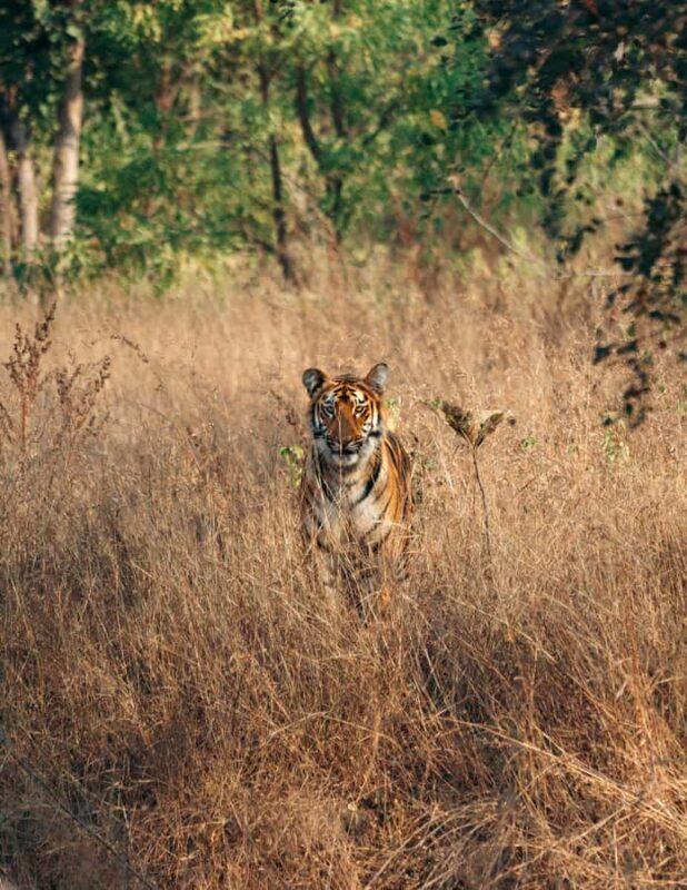 Jim Corbett Shared Gypsy Safari with Permit & Guide - The Zones: What Makes Each Special?