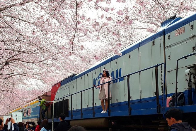 Jinhae Cherry Blossom and Busan Sunrise Tour From Seoul - Price and Value