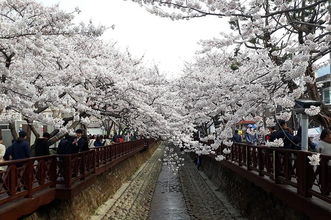 Jinhae Cherry Blossom and Busan Sunrise Tour From Seoul - Cancellation Policy