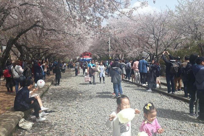 Jinhae Cherry Blossom and Busan Sunrise Tour From Seoul - Reviews