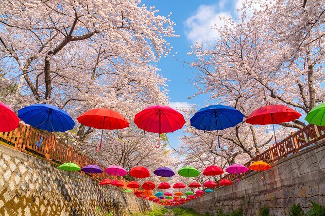 Jinhae Cherry Blossom Festival Gyeonghwa Stn Day Tour from Busan - Who Will Love This Tour?