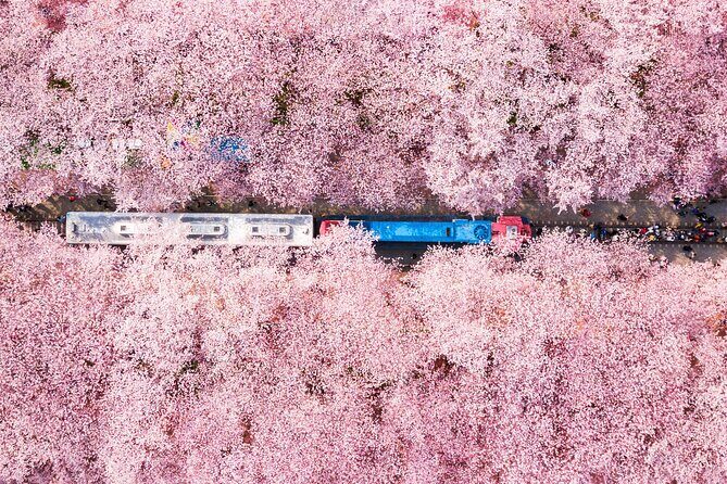 Jinhae Cherry Blossom Festival Gyeonghwa Stn Day Tour from Busan - Gyeonghwa Station Cherry Blossom Road