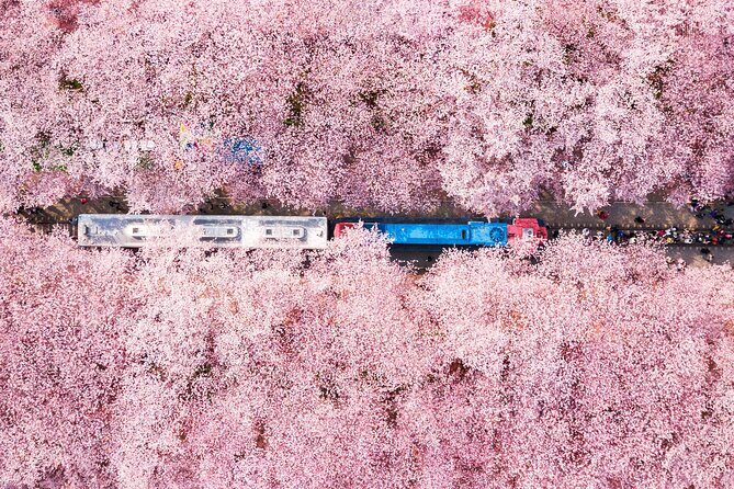 Jinhae Cherry Blossom Festival Gyeonghwa Stn Day Tour from Seoul - What’s Included and What to Keep in Mind