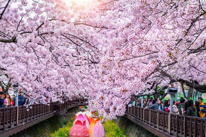 Jinhae Cherry Blossom Festival Gyeonghwa Stn Day Tour from Seoul - Analyzing the Value