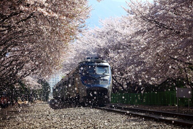Jinhae Cherry Blossom Festival Gyeonghwa Stn Day Tour from Seoul - Who Would Love This Tour?