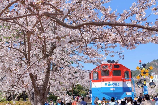 Jinhae Cherry Blossom Festival Gyeonghwa Stn Day Tour from Seoul - Final Thoughts
