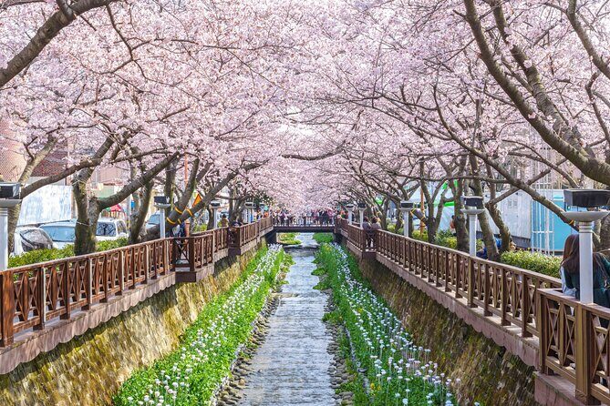 Jinhae Cherry Blossom Festival Gyeonghwa Stn Day Tour from Seoul - Frequently Asked Questions