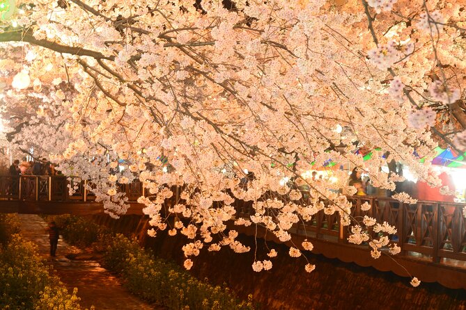Jinhae Cherry Blossom Festival Tour - Tour Itinerary