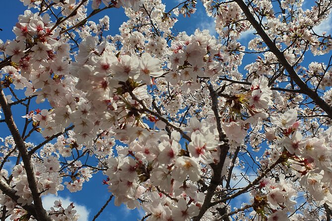 Jinhae Cherry Blossom Festival Tour - Cherry Blossom Viewing Spots